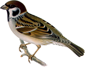 Sparrow PNG-20134